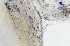 Reliable Mukwonago, WI Mold Removal Services Solutions